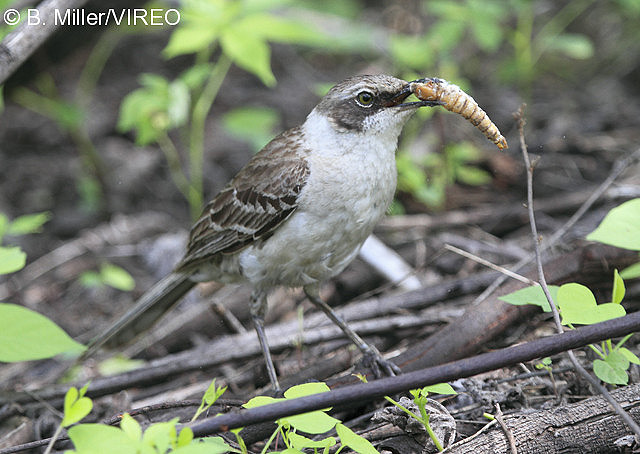 Galapagos Mockingbird m47-17-045.jpg